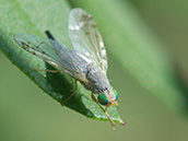 Graue Fliege mit smaragdgrünen Augen