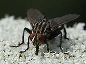Hellgrau-schwarz gestreifte Fliege