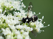 Fliege ??? Schwarze Fliege mit 2 weissen Streifen auf dem Hinterleib