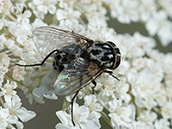 Hellgraue Fliege mit schwarzen Flecken