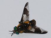 Flügel schwarz-weiss gefleckt, Hinterleib der Weibchen ist blassgelb mit einem schwarzen, umgekehrten V-Muster; die Männchen haben einen überwiegend schwarzen Hinterleib.