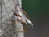Schlanke, langbeinige Fliege mit grau bereiftem Thorax auf dem sich zwei hellere Längsstreifen befinden; Hinterleib und Beine orangebraun,