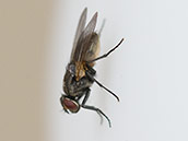 Graubraune Fliege mit rostroten Augen und mit hellem Bauch