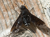 Schwarze Fliege mit grossen flügeln