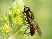 golden-grünschimmernde Fliege