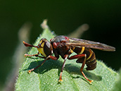 Rotbraune Wespe mit gelben Streifen