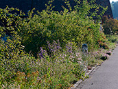 Wildstauden im Heckensaum Wildstauden im Heckensaum