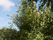 Liguster Weisse Blüten, dunkelgrünes Laub