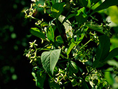Gewöhnliches Pfaffenhütchen Gewöhnliches Pfaffenhütchen (Euonymus europaeus), im Herbst mit Früchten