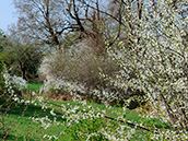 Schlehdorn Schlehdorn (Prunus spinosa)