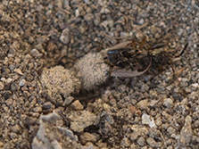  Ameisenlöwe im Trichter 