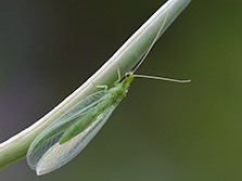 Gemeine Florfliege oder Grüne Florfliege (Chrysoperla carnea)