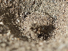  Ameisenlöwe wirft Sand nach einem Insekt