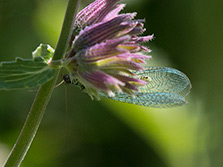 Gemeine Florfliege oder Grünes Perlenauge mit blauen Flügeln