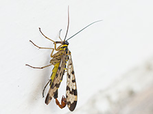 Gelbschwarze Fliege, Flügel durchsichtig mit schwarzer Zeichnung