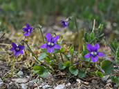 Lila-violettes Veilchen