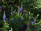 Lange, ährige Blütenstände mit blauen Blüten