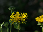Pflanze mit gelben strahligen Blüten