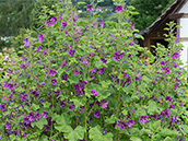 hoher, dichter Strauch mit becherförmigen, lilafarbenen Blüten