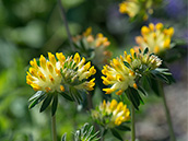 Die grundständigen Laubblätter haben bis zu vier Blättchenpaare, die vielblütigen Blütenköpfe sind leuchtend gelb.