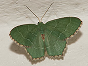 Grüner Falter mit 2 hellen Strichen auf den vorderflügeln und einem hellen Strich auf den Hinterflügeln