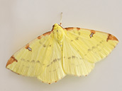 Zitronengelber Falter, am vorderen Rand mit 4 braunroten Flecken und schwarzbraunen hellen Flecken auf den Flügeln