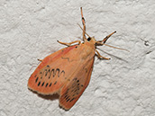 Körper und Vorderflügel sind ockerfarbenen bis orange. Vorderflügel haben einen breiten blassroten Vorder- und Außenrand. In der hinteren Flügelhälfte befindet sich eine schwarze stark gewellte Linie
