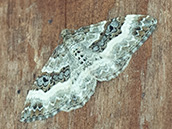 Weisse Flügel mit grauen und braunen Bändern