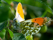 Falter mit orangeroten Flügelspitzen und golden-weiss gemusterten Hinterflügeln