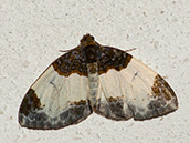 Weisse Flügel, Vorderflügel mit schwarzbraunen Flecken und einem hellgrauen Saum.