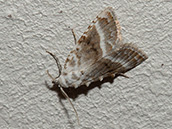 Die Flügel sind kurz und breit, die Vorderflügel weißlich oder weißgrau gefärbt. Die Hinterflügel einfarbig weissgrau und am Saum verdunkelt.