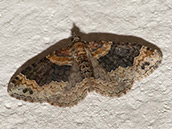 Flügel bräunlich-grau, Vorderflügel mit braunen Mustern