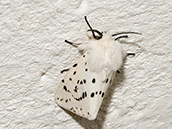 Breitflügeliger Fleckleibbär (Spilosoma lubricipeda)