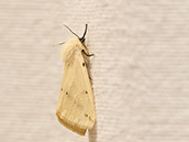  gelbe Vorderflügel, auf denen eine sehr variable, schräg angeordnete Reihe von schwarzen Punkten sichtbar ist. Ihr Körper ist schwarz und gelb geringelt.