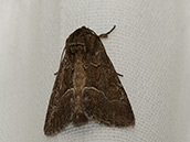 Brauner Falter mit hellbrauner und weisser Zeichnung auf den Vorderflügeln und hellgelben Hinterflügeln