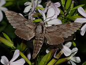 Vorderflügel graubraun mit zwei dunkleren Bändern, die Hinterlügel sind einfärbig braungrau gefärbt.