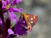 Purpurroter Zünsler (Pyrausta purpuralis), tagaktiv