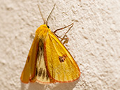Gelber Falter, Flügel rot umrandet, Vorderflügel mit rotem Mittelfleck, Hinterflügel weiss mit schwarzen Punkten.