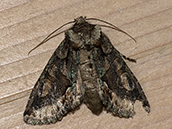 Die Vorderflügel sind meist dunkelbraun mit grauen Schlieren und ockerbraunen Fleckchen. Am hinteren und äußeren Rand der Vorderflügel befinden sich metallisch grüne Schuppen.