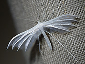 Weisser kleiner Falter mit gespaltenen Flügeln