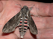 Die Flügel sind graubraun gemustert, der Hinterleib ist seitlich der grauen Mittellinie rosa, schwarz und weiss geringelt.
