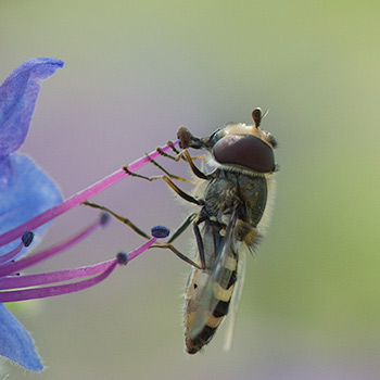 Schwebfliege erntet Pollen an Natternkopf