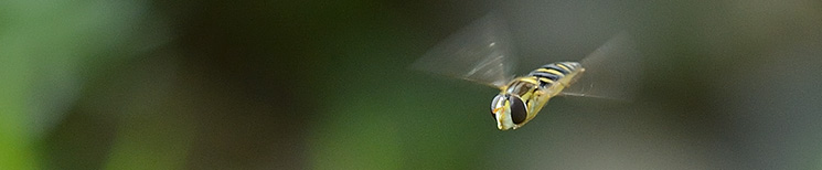 Hainschwebfliege (Episyrphus balteatus)