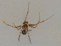 kleine hellbraun schwarz-gemusterte Spinne mit langen hellbraun-schwarz geringelten Beinen