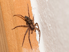 Dunkelbraune Spinne mit hellbraunen Flecken auf Vorder- und Hinterkörper