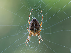 Gelb-, rot- oder dunkelbraun gefärbte Spinne; Kreuzfigur aus 4 länglichen und einem rundlichen weissen Fleck auf dem Rücken