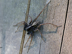 Spinne mit dunklem Vorderkörper, oben mit schmaler, heller Längsbinde, Hinterkörper hellbraun mit undeutlichen  dunklen Flecken.
