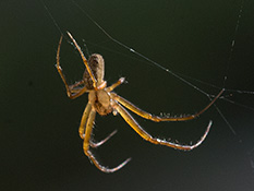 Gelbe Spinne mit brauer Zeichnung auf dem Hinterleib