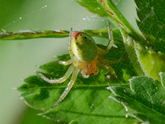 Grüne Spinne mit gelb-braunem Vorderkörper und einem leuchtend roten Fleck hinter den Spinnwarzen