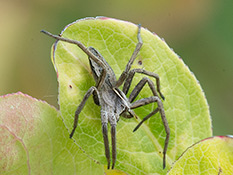hell grau-braune schlanke  Spinne  mit langen Beinen